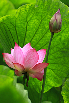 鸡掌的小老师采集到花