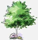 漫画手绘绿色园林植物免抠素材_新图网 https://ixintu.com 园林 植物 漫画 绿色