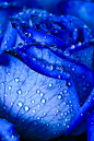 Blue Rose... simply astounding! Breathtaking... my favorite