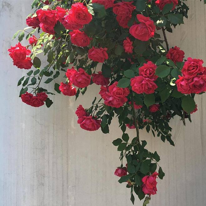 花 光影 摄影 构图