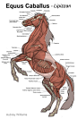 Horse Anatomy Muscles Horse muscle study - 11in x: 