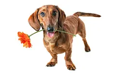 点击来源直接获取大图文件 |dachshund holding a flower in its mouth