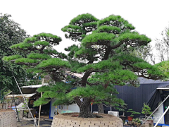 Kano·川页采集到A-3植物种单体