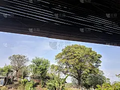 竹帘后的大树