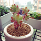 Kris Lee on Instagram: “#vscocam#echeveria #vscocam #succulent #多肉#多肉植物”