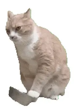 最近看的猫猫meme动图表情包gif合集