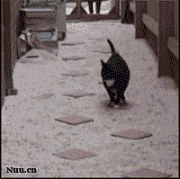 爱萌猫采集到猫咪喵星人gif动画