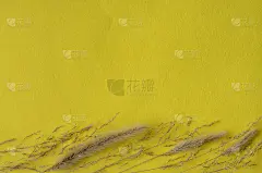 在明亮的黄色织物背景上的草的干小穗。