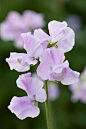 Lathyrus odoratus 'Karen Louise' 香豌豆"克伦·刘易斯"