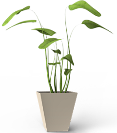 Cocoing013采集到植物