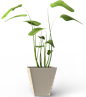 植物、盆栽、盆景png