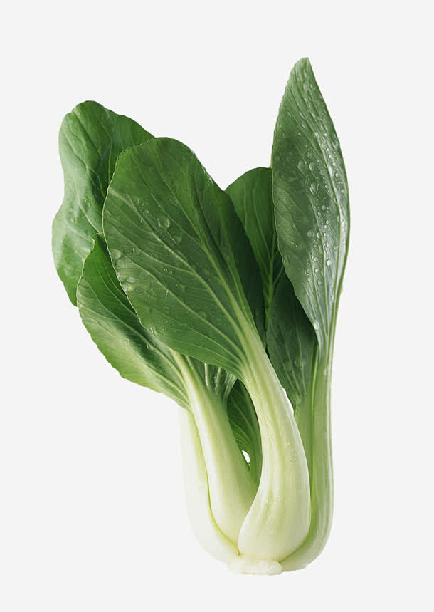 绿油油的新鲜油菜