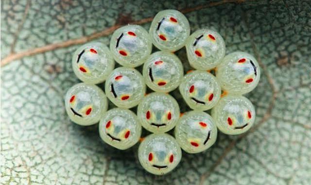 臭屁虫的幼卵