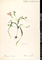 乡村田园花卉油画 画廊高清