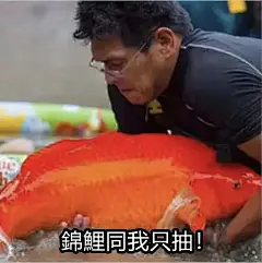 锦鲤表情包