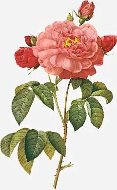 立绘复古红色的玫瑰花造型高清素材 复古 玫瑰花 红色 造型 免抠png 设计图片 免费下载