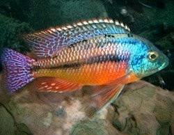 Red Empress Cichlid