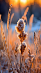 自然风光十四节气霜降景色摄影图