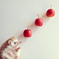 The Cutest Little Hedgehog in the World – Fubiz™