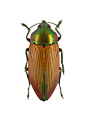 Pictorial beetle collection of the Royal Belgian Institute of Natural Sciences