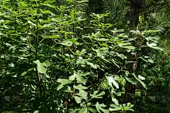 在松树枝上的普通无花果无花果的美丽的灌木背景。设计的自然概念。阳光明媚的景观，新鲜的壁纸和自然背景
