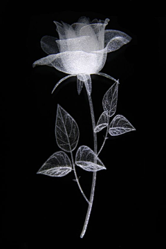 毛溜溜的小白菜采集到花