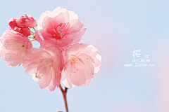Kamill采集到花