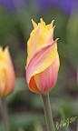 Tulip  