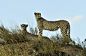 猎豹-看-休息-野生动物-猫-大-塞伦盖蒂-非洲-坦桑尼亚