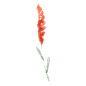 水彩手绘花卉PNG免抠图