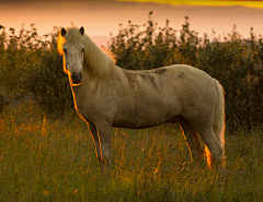 Michael-lianglion采集到Horses