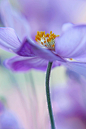 VeronikaK在 500px 上的照片Anemone