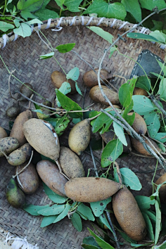 倾婷1004采集到野果