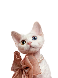 摆烂了采集到猫和模特