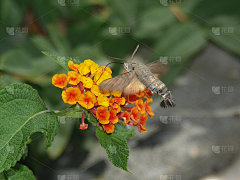 蜂鸟鹰嘴兽（巨石）