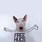 Huggable Bull Terrier