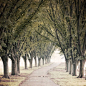 Tree Photograph  Landscape Photography  Tree by DreamyPhoto, $30.00: 