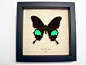 Papilio Paris- the paris peacock-framed butterfly | Real Butterfly Gifts Framed Butterflies and Insect Displays