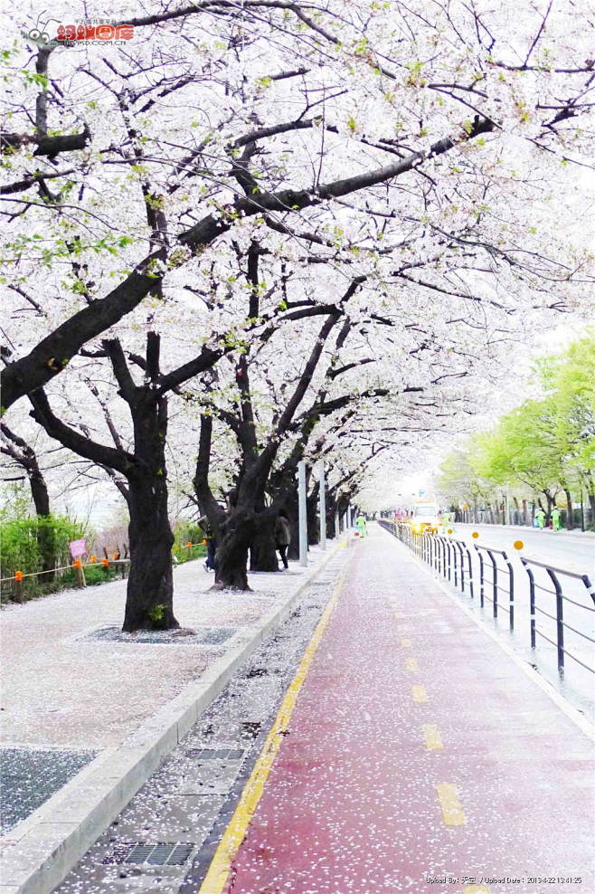 樱花