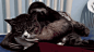 gif,cats,sloth,rape