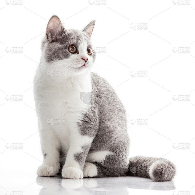 白底上的小猫。