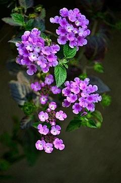 粉稻采集到花想容