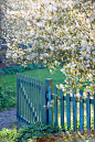 盛开的树下门

Gate Under Blooming Tree