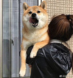 caomeisuan采集到可爱的