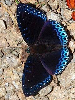 叶凌殿下♦LOVE采集到自然生物