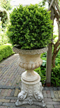 French Vase with boxwood