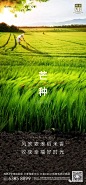 【作品】2020芒种地产微信精选 : 【地产广告库】专注优秀地产广告分享平台！