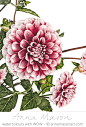 DahliaTiptoe.png (694×1027)