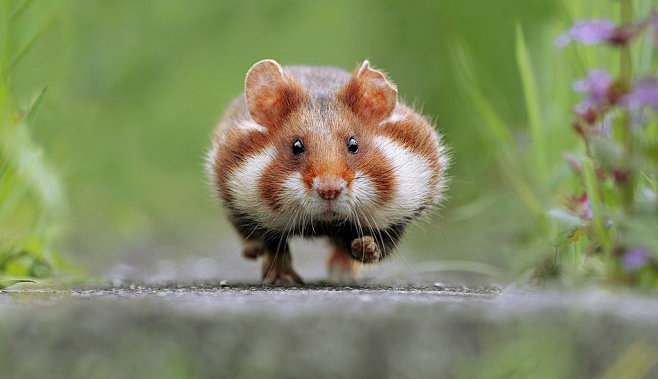 Hamster in a hurry b...