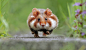 Hamster in a hurry by JulianRad